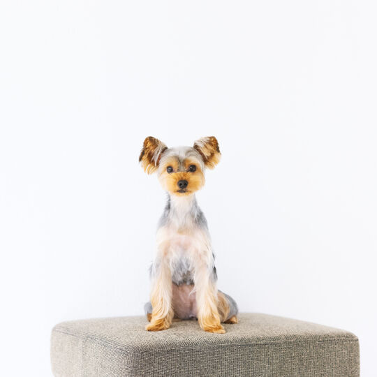 犬