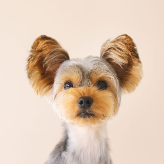 犬