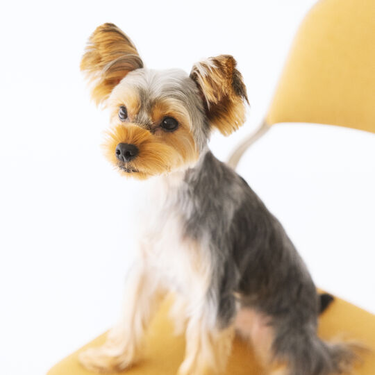 犬