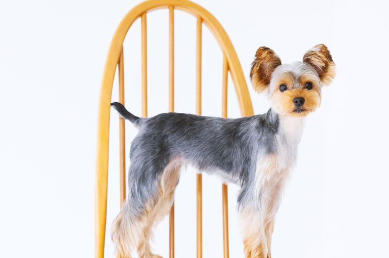 犬