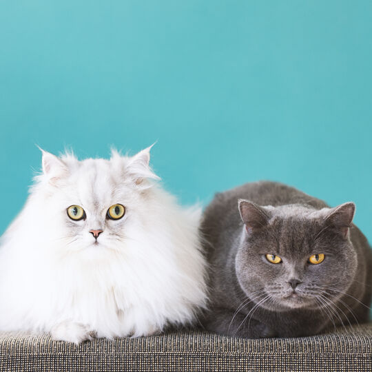 猫