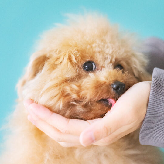 犬