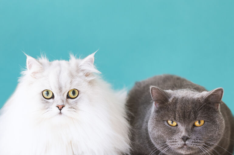 猫