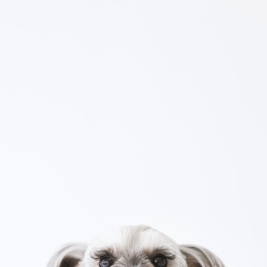 犬