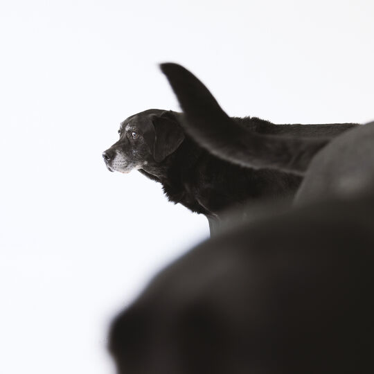 犬