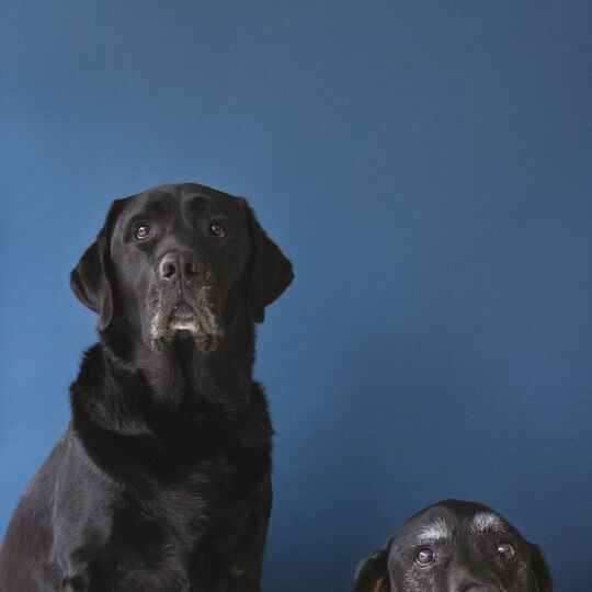 犬
