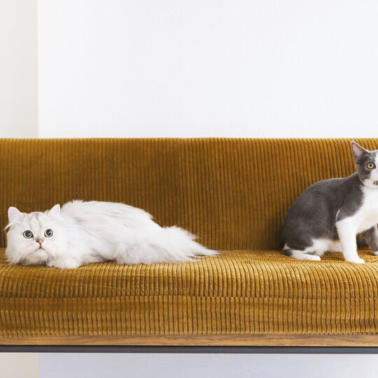 猫