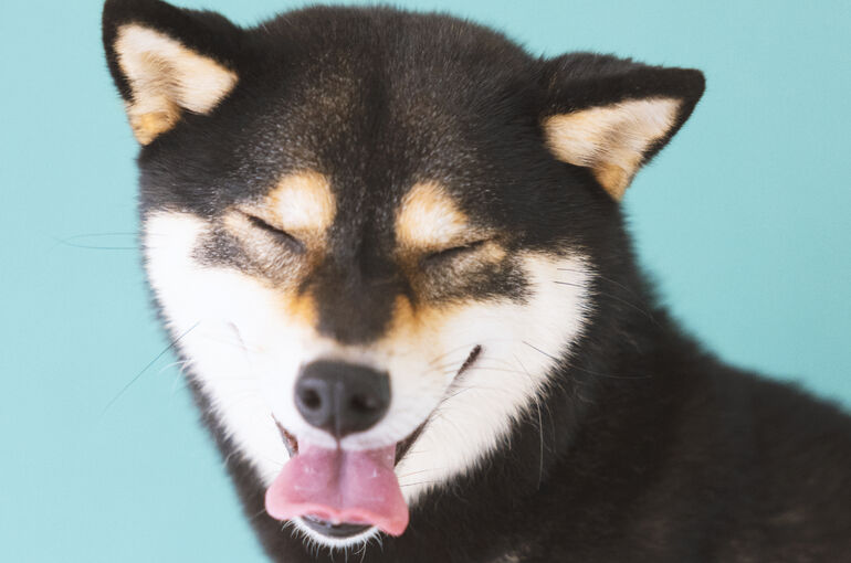 犬