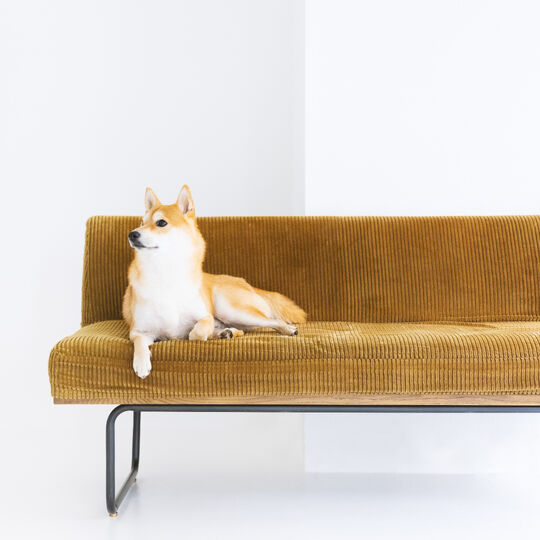 犬