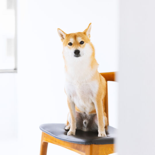 犬
