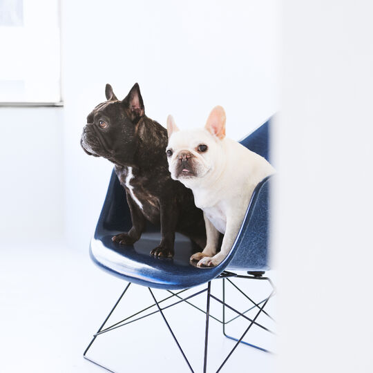 犬