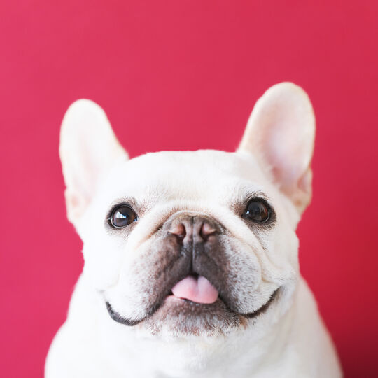 犬