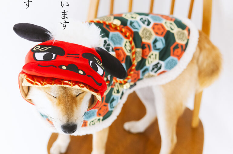 犬