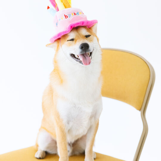 犬