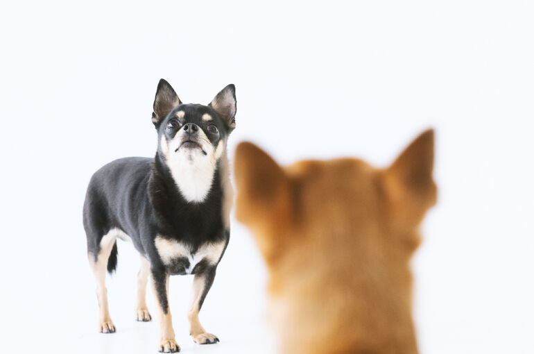 犬