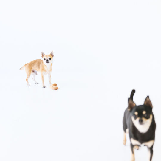 犬