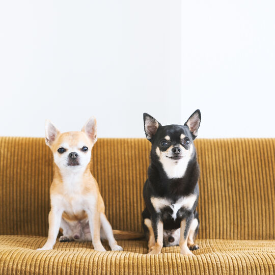 犬