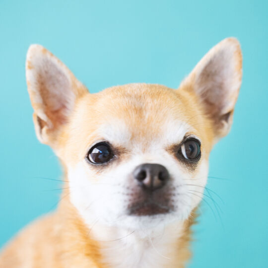 犬