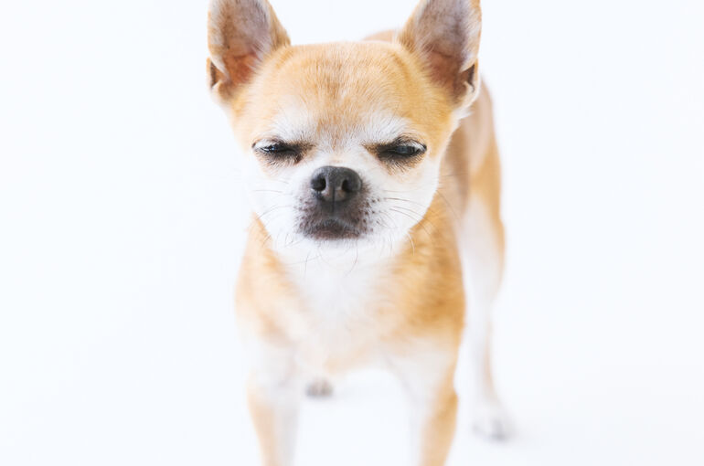 犬