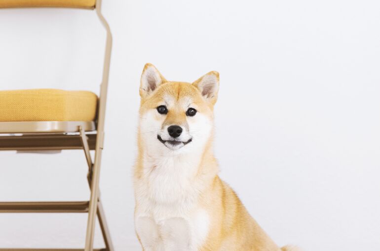 犬