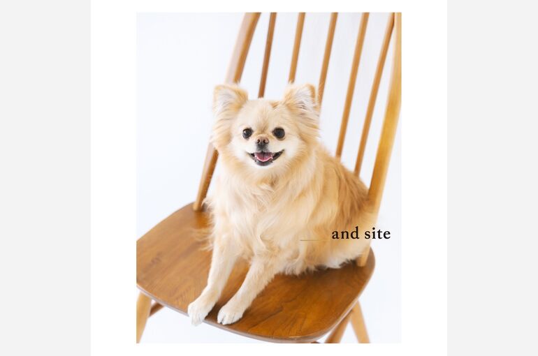 犬