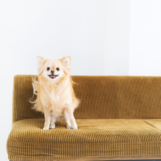 犬