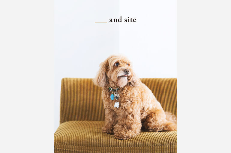 犬