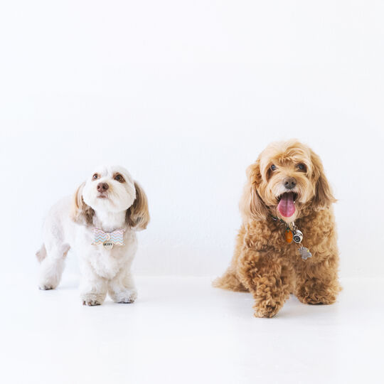 犬