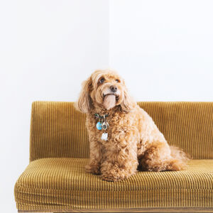 犬