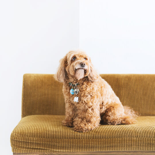 犬