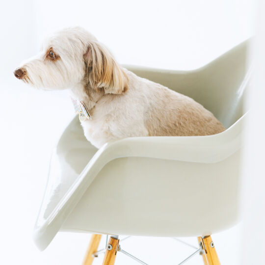 犬