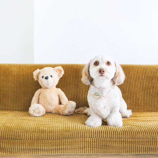 犬
