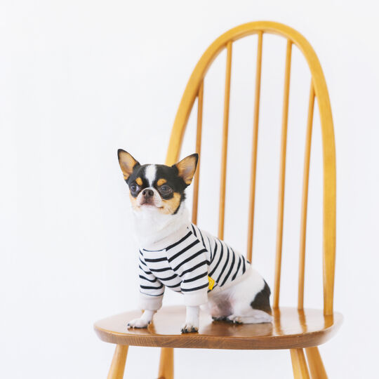 犬