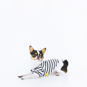 犬
