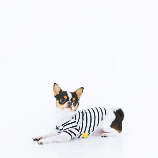 犬