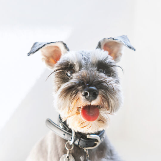 犬