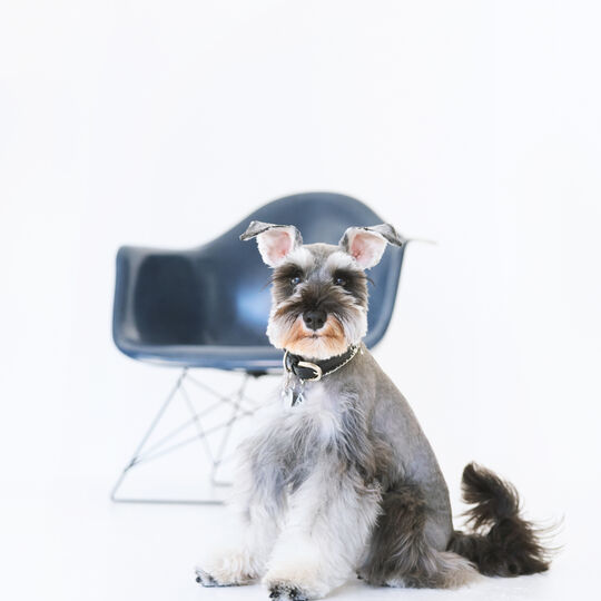 犬