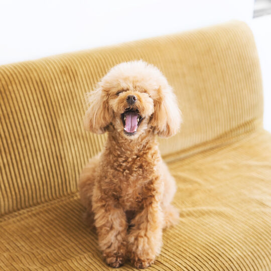 犬