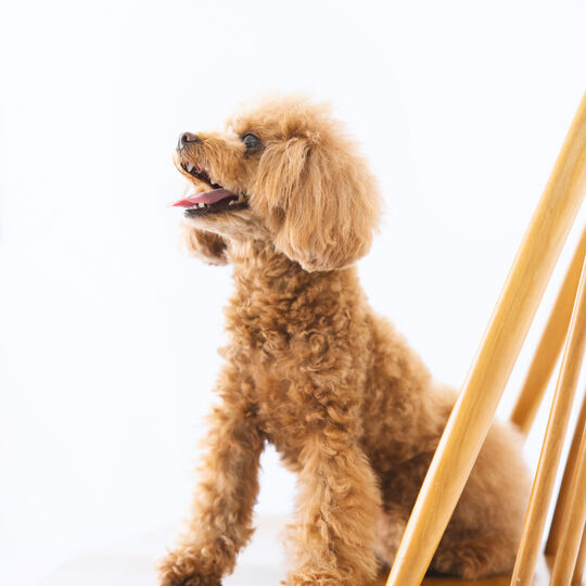 犬