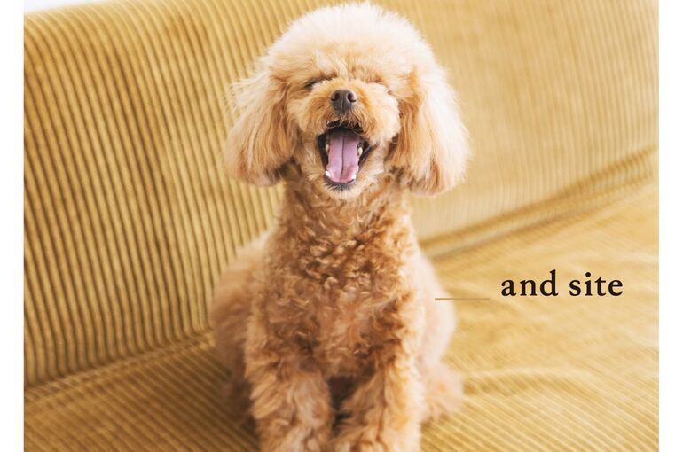 犬
