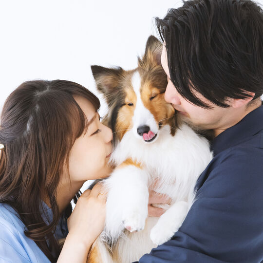 犬