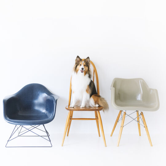 犬