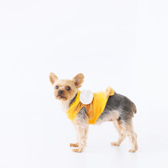 犬