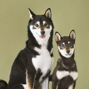 犬