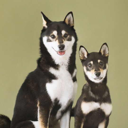 犬