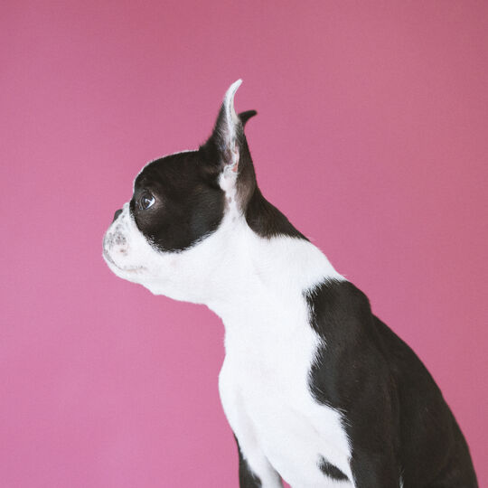 犬