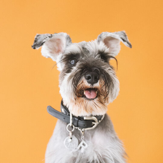 犬
