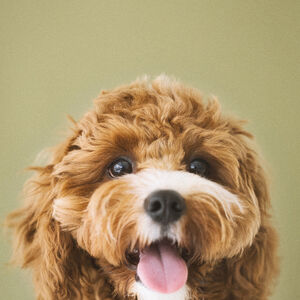 犬