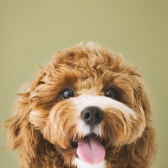 犬