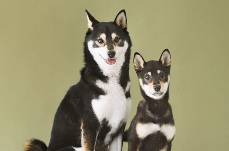 犬